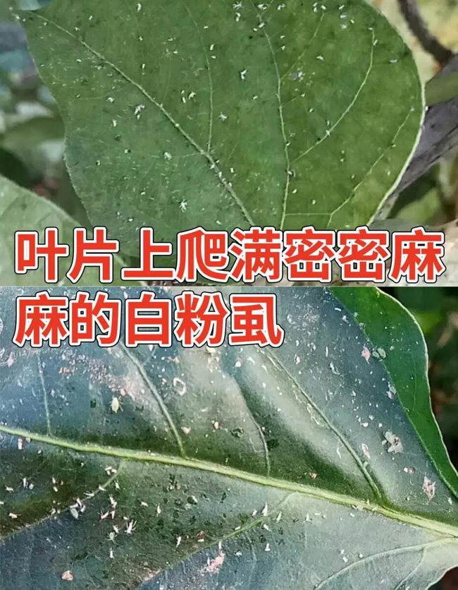 白粉虱