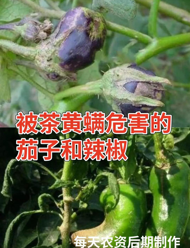 辣椒