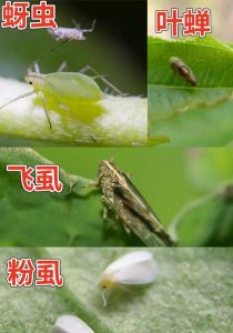 白粉虱