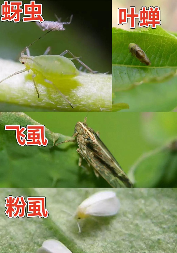 白粉虱