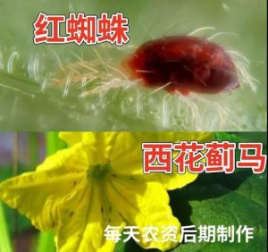 红蜘蛛