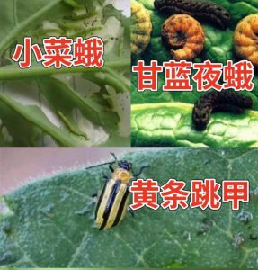 跳甲