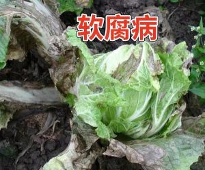 软腐病