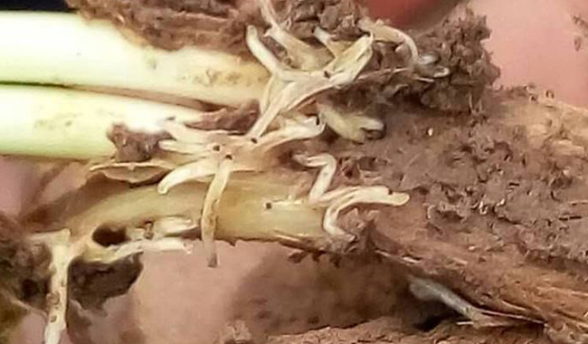 氟啶脲能防治什么害虫？对韭蛆怎么样？