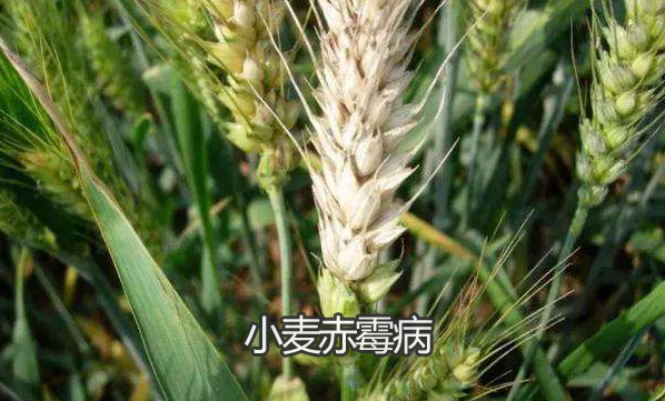 小麦赤霉病