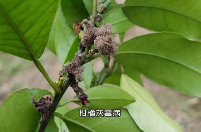 腐霉利对多种蔬菜果树灰霉病和菌核病防效较好