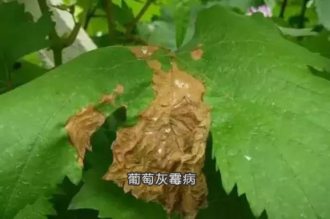 葡萄灰霉病