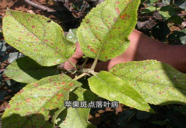 苹果斑点落叶病