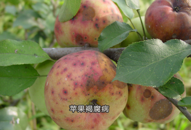 苹果褐腐病