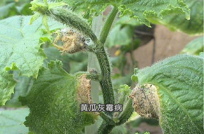 黄瓜灰霉病