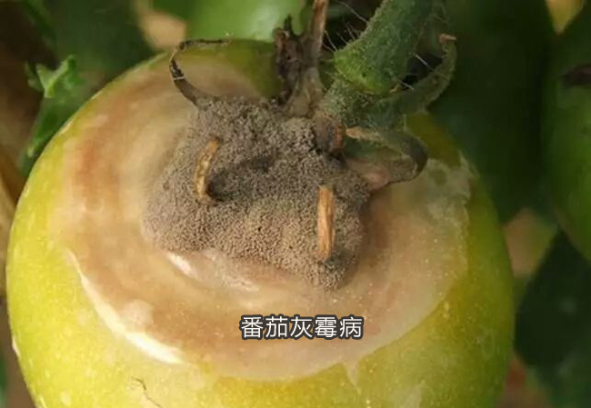 番茄灰霉病