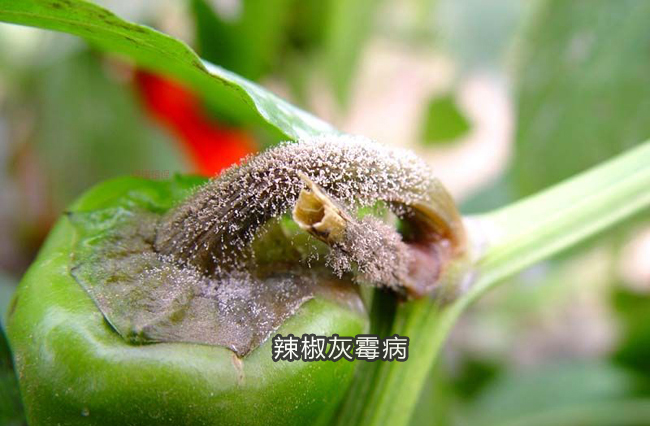 辣椒灰霉病