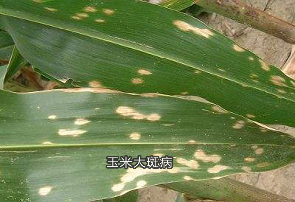 玉米大斑病