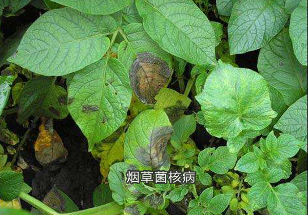 烟草菌核病