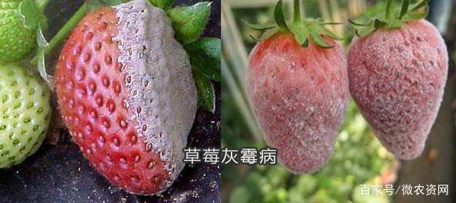 异菌脲杀菌剂治什么病？