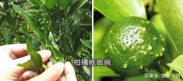 柑橘疮痂病