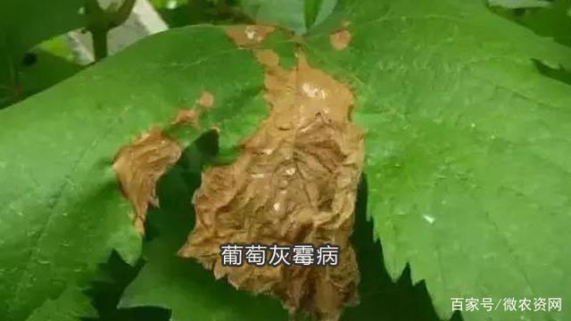 葡萄灰霉病