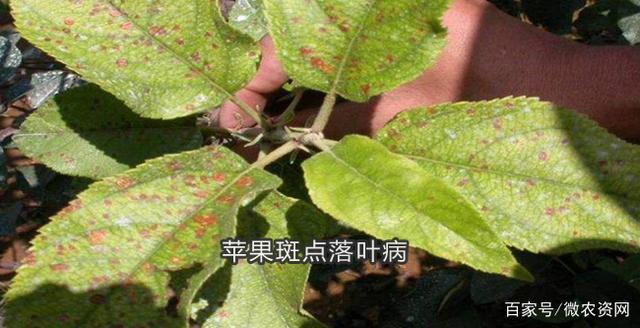 苹果斑点落叶病