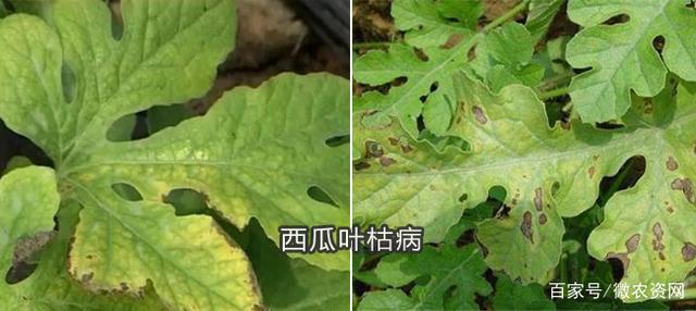 西瓜叶斑病