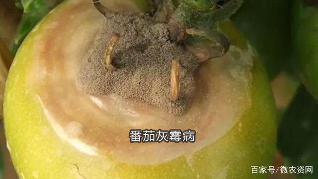 番茄灰霉病