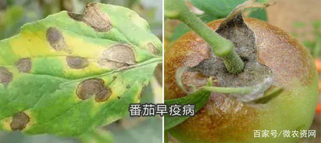 番茄早疫病