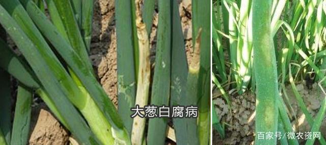 大葱白腐病