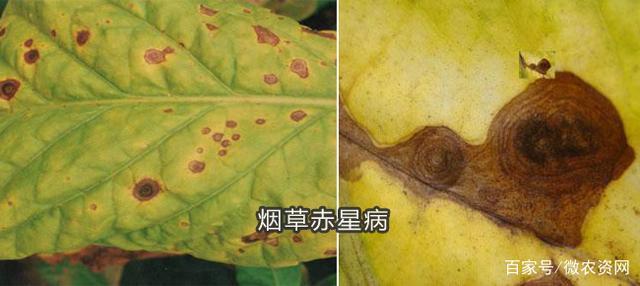 烟草赤星病