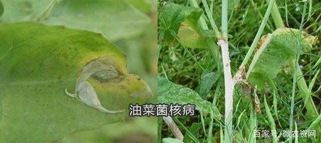 油菜菌核病