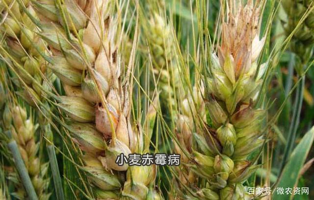 小麦赤霉病