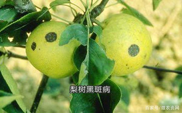 梨树黑斑病