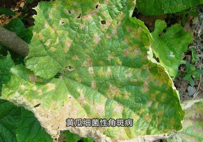 黄瓜细菌性角斑病