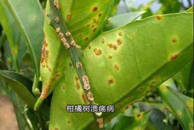 柑橘溃疡病