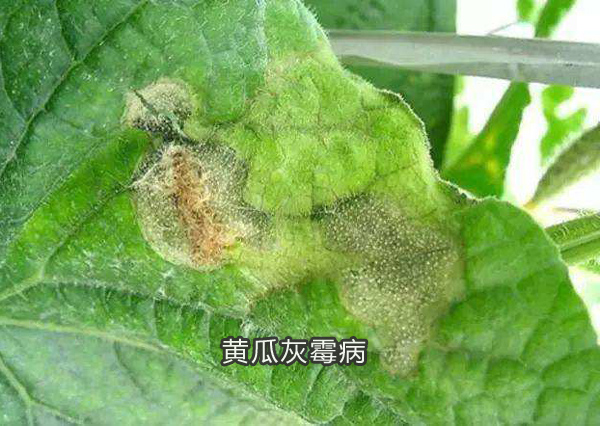 黄瓜灰霉病