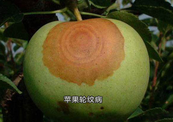 苹果轮纹病