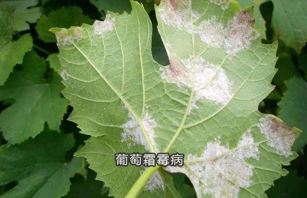 30%唑醚·氰霜唑悬浮剂防治葡萄霜霉病稀释倍数