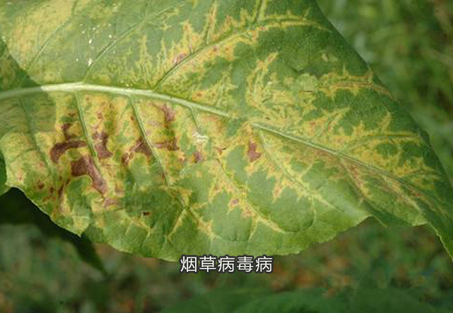 烟草病毒病