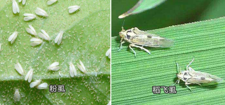稻飞虱