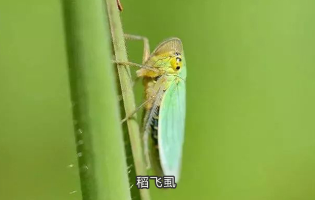 稻飞虱