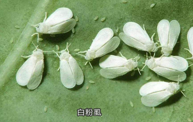 白粉虱