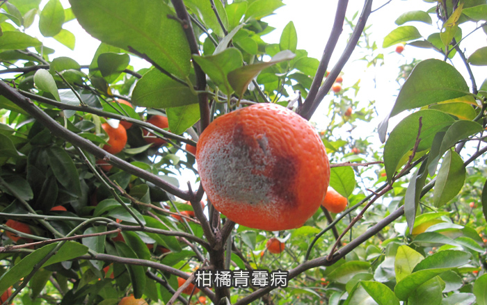 青霉病