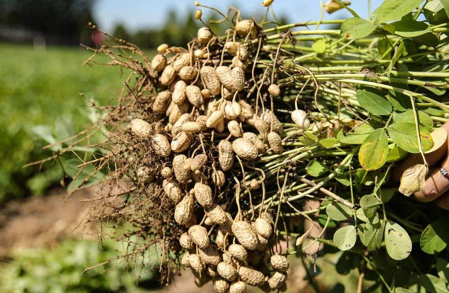 花生拌种剂6%咯菌腈·精甲霜·噻呋如何使用？