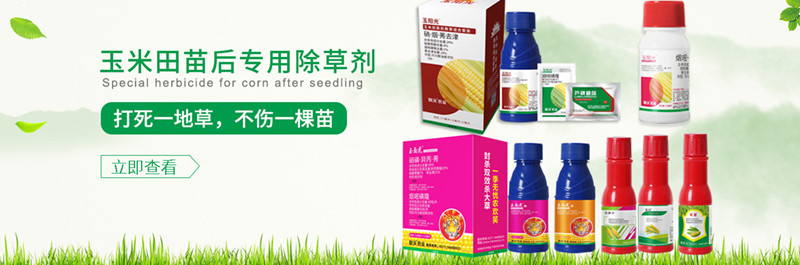 玉米除草剂