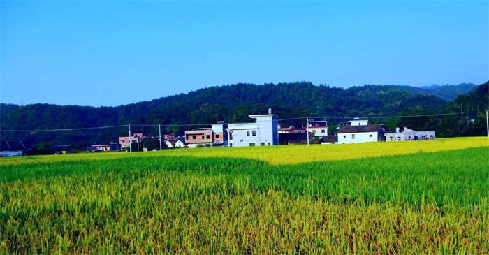 农田