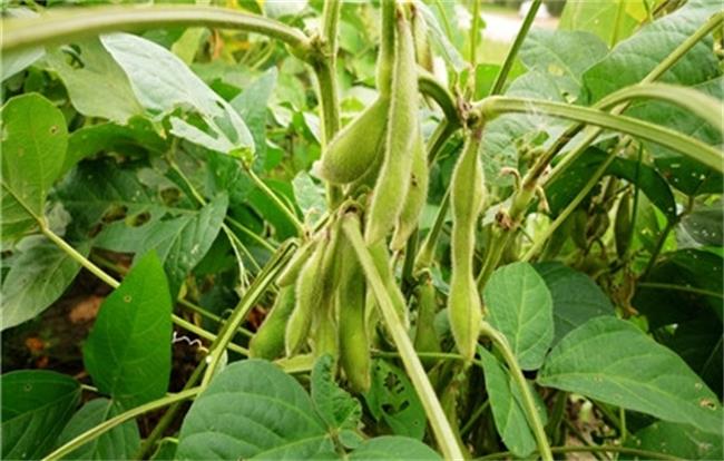 豆野螟、豆荚螟防治方法和药剂