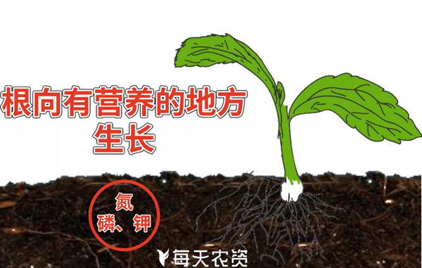 植物根系