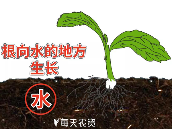 植物根系