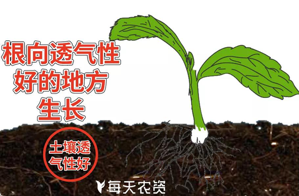 植物根系