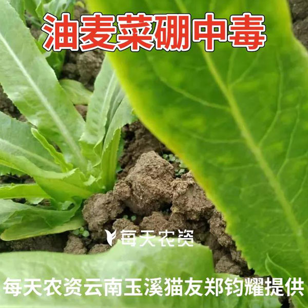 叶面肥使用