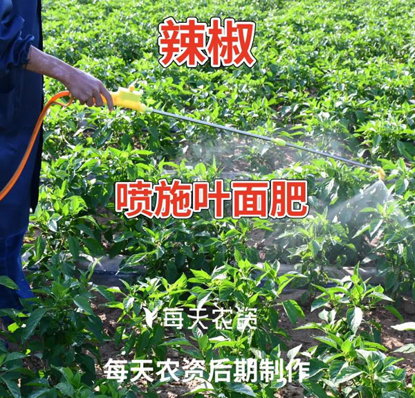 叶面肥使用