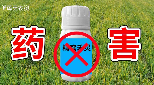 精喹禾灵
